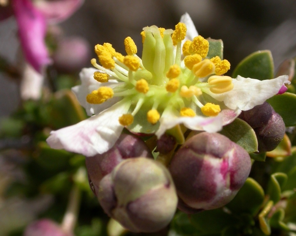 Представитель Семейства Crossosomataceae